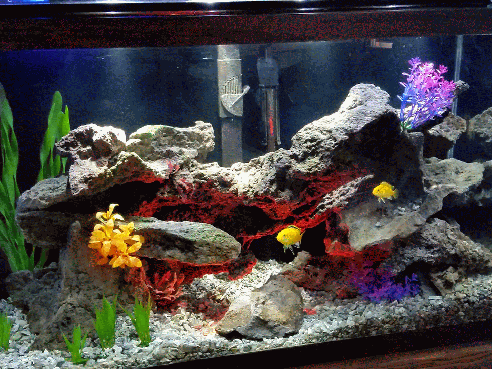 They said 29 gal was too small for yellow lab species tank Cichlid